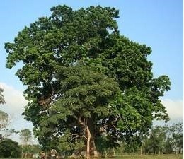 árbol de jagua